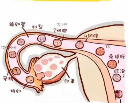 成都试管婴儿医生排名擅长治疗哪些疾病