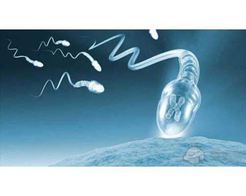 女人梦见两只孔雀是胎梦吗